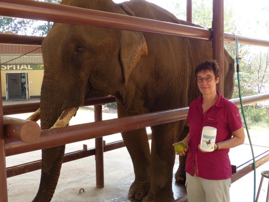 Im Elephant Conservation Center in Laos