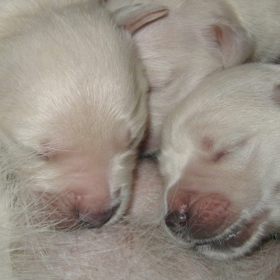 Wenn wir groß sind, werden wir Golden Retriever
