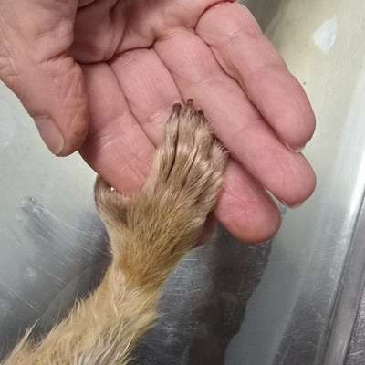 Hand in Hand mit einem Kapuzineräffchen