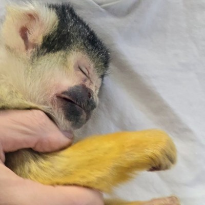 Hand in Hand mit einem Kapuzineräffchen