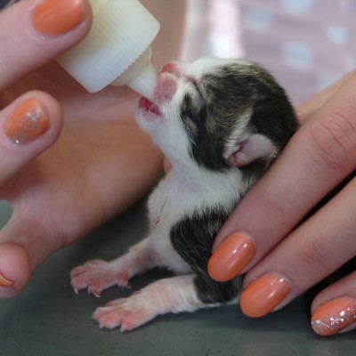 Katzenbabys - bei Frau Bürkin in besten Händen